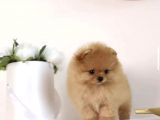 Ayıcık Surat Boo Pomeranian Yavrular