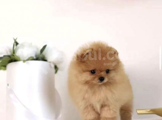 Ayıcık Surat Boo Pomeranian Yavrular görsel