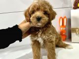 Maltipoo Mix Irk Yavrular