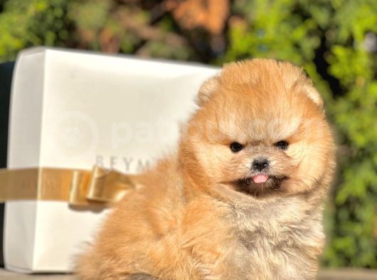 Teddy Face Boo Pomeranian Yavrular görsel