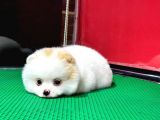 Party Color2.5 Aylık Dişi Pomeranian Yavrumuz