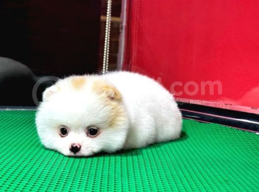 Party Color2.5 Aylık Dişi Pomeranian Yavrumuz görsel