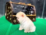 2.5 Aylık Teacup Pomeranian Teady Bear