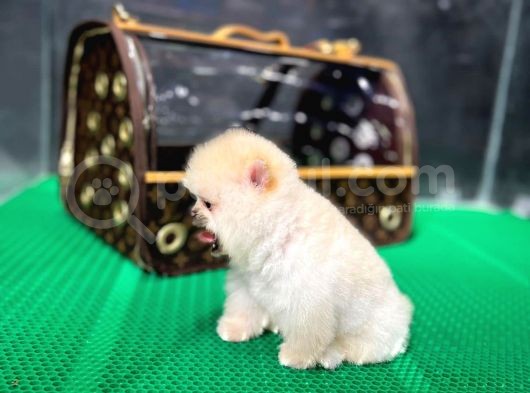 2.5 Aylık Teacup Pomeranian Teady Bear görsel