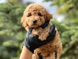 Toy Poodle Bebekleri