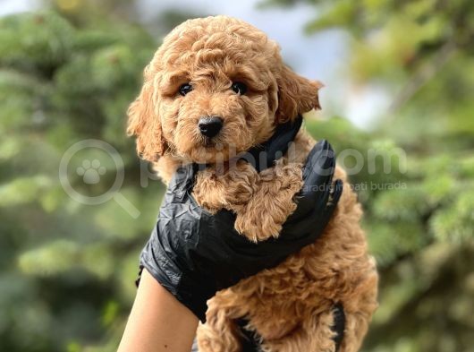 Toy Poodle Bebekleri görsel