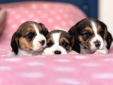 Tombik Beagle Bebeklerim