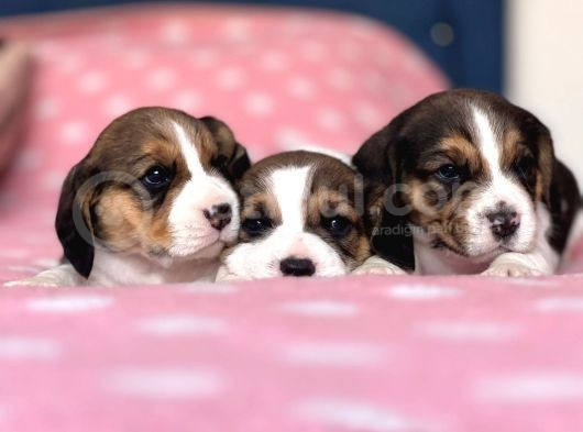 Tombik Beagle Bebeklerim görsel