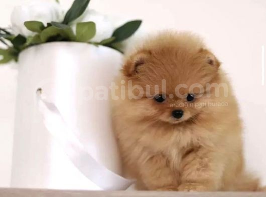 Ayıcık Surat Boo Pomeranian Yavrular görsel