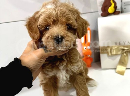 Maltipoo Mix Irk Yavrular görsel