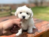 Show Kalite Maltese Yavrular