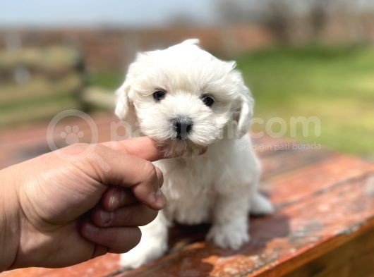 Show Kalite Maltese Yavrular görsel