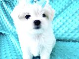 Maltese Mini Boy Sevimli Yavrular