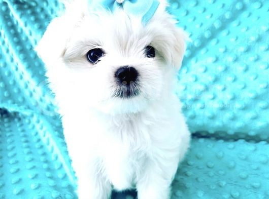 Maltese Mini Boy Sevimli Yavrular
