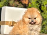 Teddy Face Boo Pomeranian Yavrular