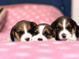 Tombik Beagle Bebeklerim
