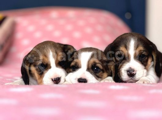 Tombik Beagle Bebeklerim görsel