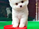 Party Color2.5 Aylık Dişi Pomeranian Yavrumuz