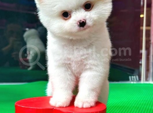 Party Color2.5 Aylık Dişi Pomeranian Yavrumuz görsel