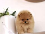 Ayıcık Surat Boo Pomeranian Yavrular