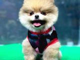 2.5 Aylık Erkek Pomeranian Boo Üst Kalite