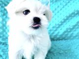 Maltese Mini Boy Sevimli Yavrular