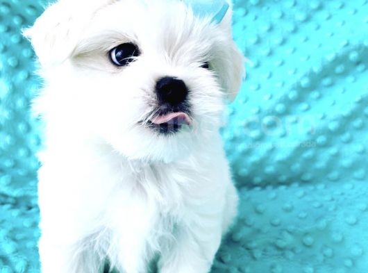 Maltese Mini Boy Sevimli Yavrular görsel