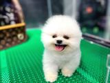 2.5 Aylık Erkek Pomeranian Boo Üst Kalite