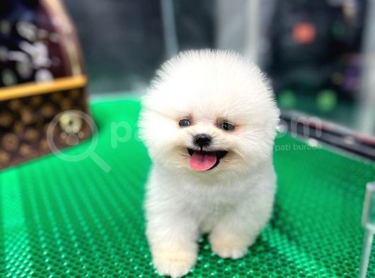 2.5 Aylık Erkek Pomeranian Boo Üst Kalite görsel