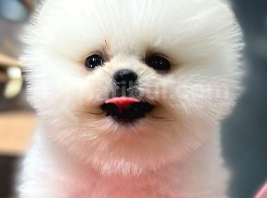 2.5 Aylık Erkek Pomeranian Boo Üst Kalite görsel