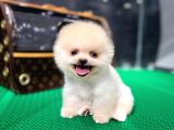 2.5 Aylık Teacup Pomeranian Teady Bear