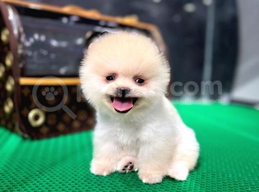 2.5 Aylık Teacup Pomeranian Teady Bear görsel