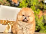 Teddy Face Boo Pomeranian Yavrular