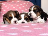 Tombik Beagle Bebeklerim