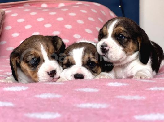 Tombik Beagle Bebeklerim