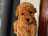 Çoook Tatlı Toy Poodle Yavrularımız