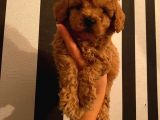 Çoook Tatlı Toy Poodle Yavrularımız