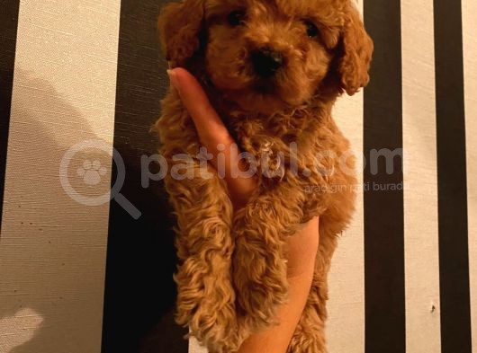 Çoook Tatlı Toy Poodle Yavrularımız görsel