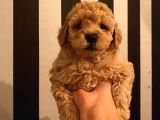 Çoook Tatlı Toy Poodle Yavrularımız
