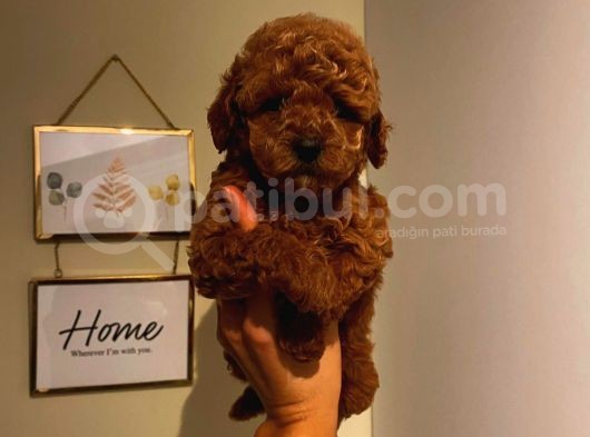 Çoook Tatlı Toy Poodle Yavrularımız görsel