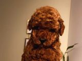 Çoook Tatlı Toy Poodle Yavrularımız