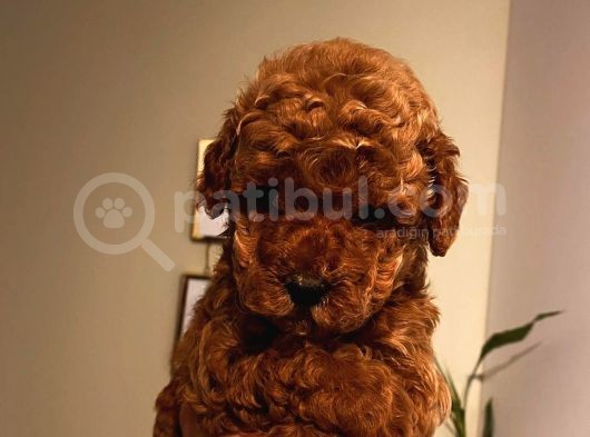 Çoook Tatlı Toy Poodle Yavrularımız