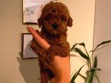 Çoook Tatlı Toy Poodle Yavrularımız