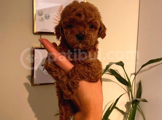 Çoook Tatlı Toy Poodle Yavrularımız görsel
