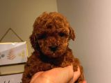 Çoook Tatlı Toy Poodle Yavrularımız