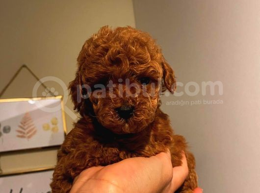 Çoook Tatlı Toy Poodle Yavrularımız görsel