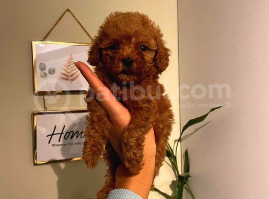 Çoook Tatlı Toy Poodle Yavrularımız görsel