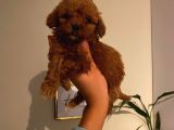 Çoook Tatlı Toy Poodle Yavrularımız