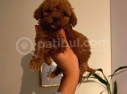 Çoook Tatlı Toy Poodle Yavrularımız görsel