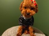 Çoook Tatlı Toy Poodle Yavrularımız